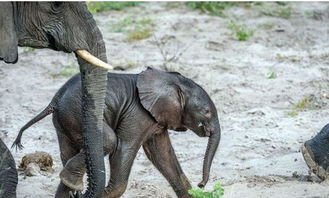 小象掉落水坑被泥困住,象妈妈的动作令人为之动容