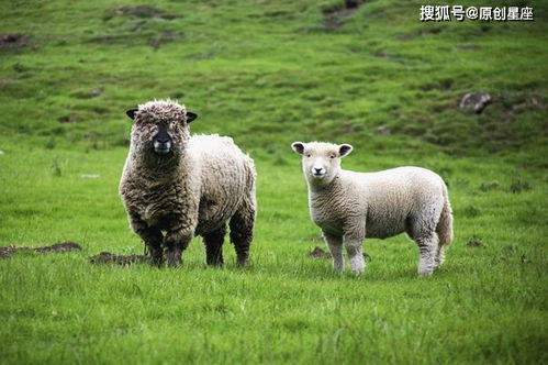 属羊的人2021年,穿什么颜色衣服最旺 生肖羊1月6号开始转变
