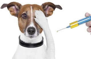 狗狗狂犬疫苗打几针 