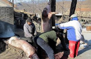 国外杀猪好先进 简直是无痛杀猪,中国农民却说 太浪费了