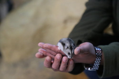 福鼠贺岁百兽旺春 青岛森林野生动物世界推出四大春节活动 