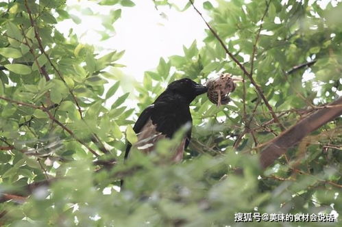 喜鹊变凶猛了 捕老鼠,吃麻雀 捉燕子,抓鸽子,还揍老鹰