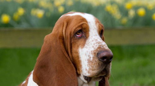 大耳朵的巴吉度犬,为什么被很多城市禁养