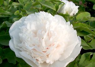 白牡丹的花语：纯洁、高贵与富贵