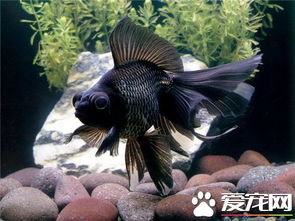 黑色金鱼代表什么 黑色金鱼的寓意介绍