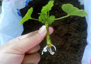 天竺葵怎么养护和扦插,天竺葵的插栽方法