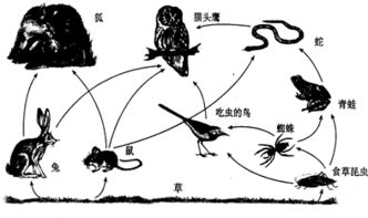 4.象青蛙.蟾蜍一样.糼体生活在水中.用鳃呼吸.成体营水陆两栖生活.用肺呼吸.并用皮肤辅助呼吸的动物.叫做两栖动物. 青夏教育精英家教网 