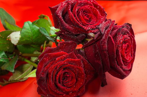 红玫瑰花代表什么意思,红玫瑰花的