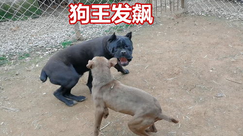 狗王比特犬发怒,战斗力强悍,顺便给它取了个霸气的名字 