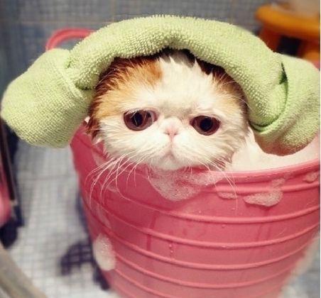 知道如何给猫主子洗澡么 学会这5点,还你一个干干净净的猫主子