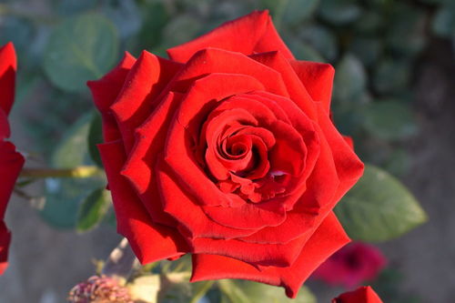 5朵玫瑰代表什么花语,5朵玫瑰花的花语是什么？？
