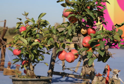 盆栽果树怎么矮化,苹果树盆栽矮化方法？