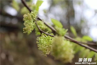 看哭了 挖野菜 撒谷种 喂猪 这些都是巴中人的乡村记忆