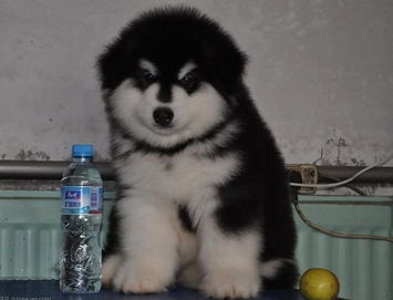 CKU俊薇名犬出售巨型阿拉斯加幼犬