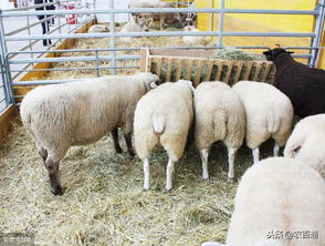 盘点农村养羊有哪些禁忌,羊舍如何消毒？养羊有哪些注意事项