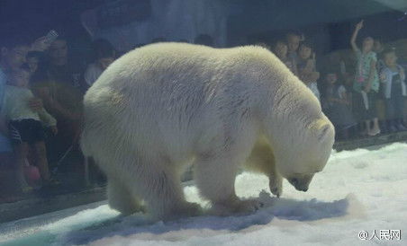 广州一商场内养北极熊 被网友称为世上 最悲伤北极熊 