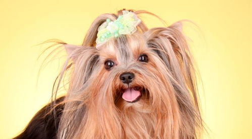 全球最受欢迎的5种狗狗 京巴 约克夏上榜 有你家的狗狗吗