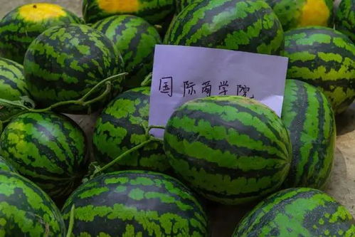 谁才是中国水果第一省 每年为每个国人生产25斤水果