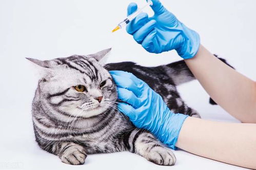 被自己家的猫咪抓伤,需要打狂犬疫苗吗