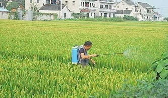 2019年种植水稻补贴可以拿到多少 如何拿 农民们注意了