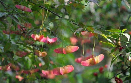 1种漂亮的植物,俗称 摇钱树 ,枝头挂满美丽的 小蝴蝶