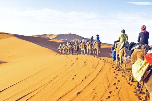 为什么骆驼都是生活在沙漠里的