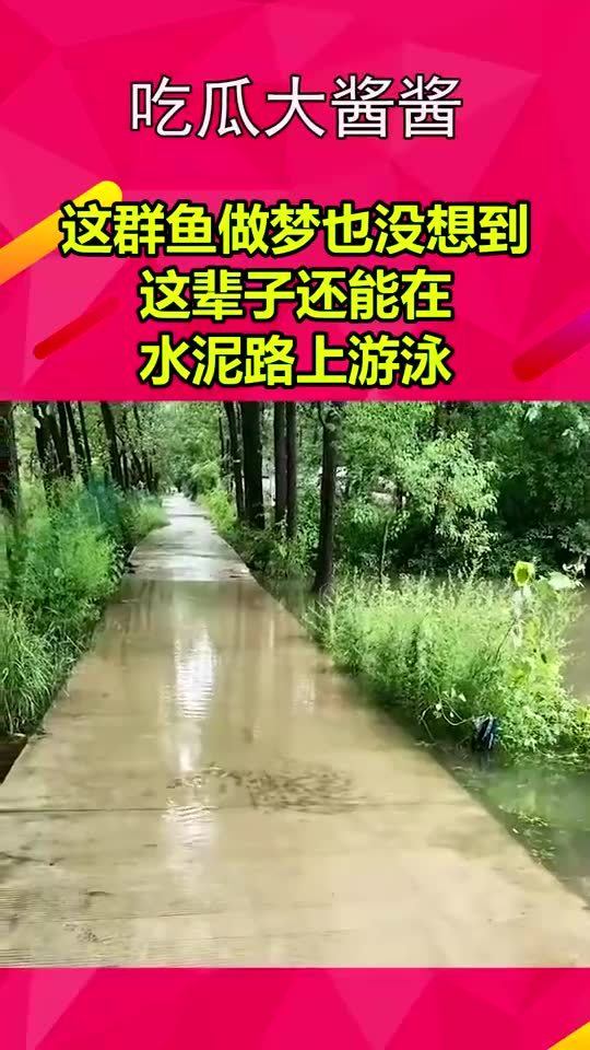 这群鱼做梦也没想到这辈子还能在水泥路上游泳 