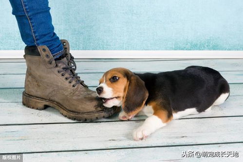 为什么狗狗那么喜欢咬鞋子 背后原因你究竟知多少 看完泪目