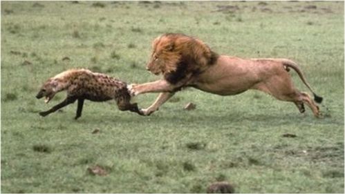 鬣狗偷偷猎杀小狮子,狮王回来后暴怒,鬣狗们要遭殃了 