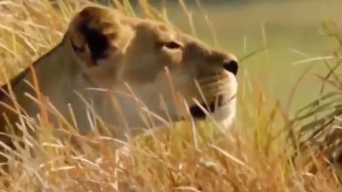 动物界弱肉强食羚羊与狮子的生存搏斗