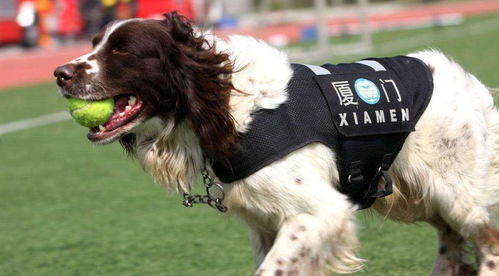 警犬为何优先选择德牧 不吹不黑,镜头记录全过程