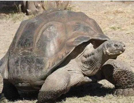 地球上最长寿的动物,乌龟只能屈居第五,第一居然可以活这么久