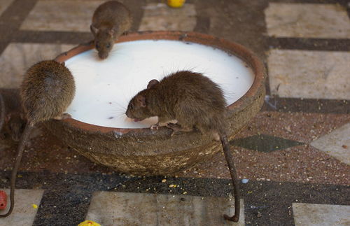 印度老鼠庙 超2万只老鼠受人朝拜 