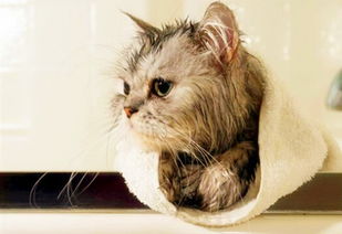 给猫咪洗一次要多久才好 需要多久洗一次才对