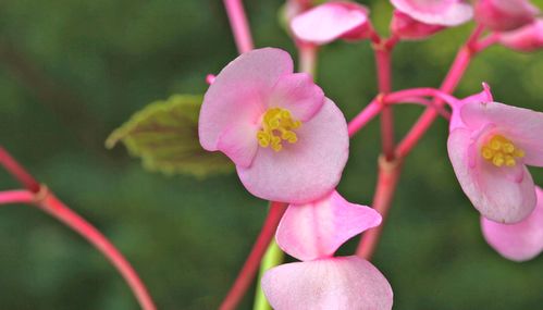 秋海棠花花语,秋海棠花语是什么？