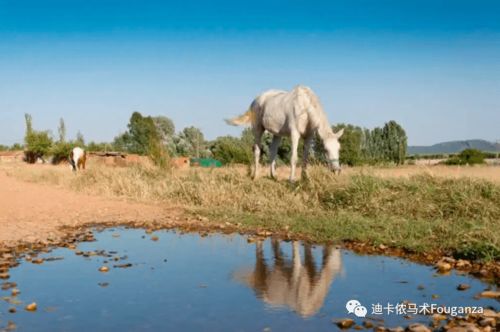 有时候真想问问马 你到底为什么要怕这些东西 那些无害却让马疯狂的事物