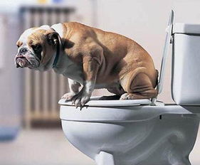 你知道吗狗窝不仅可以训练如厕能力还让狗减少压力 