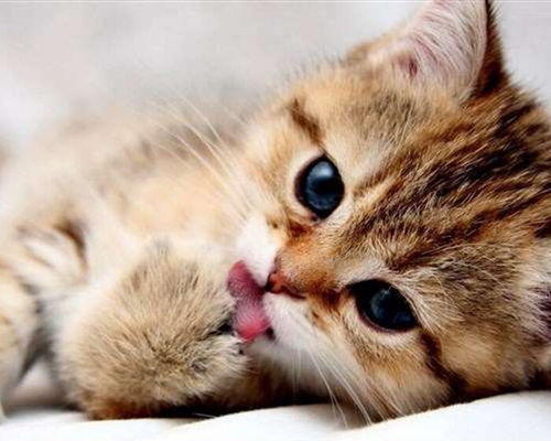 新手养猫注意事项 猫鼻支的症状与预防