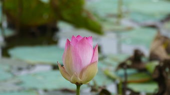 华阴为什么莲花——探寻古华山边的神秘花朵，华阴莲花基地