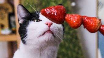 猫咪可以吃草莓吗,猫咪可以吃草莓吗可以吃几颗