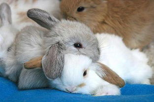 兔子最怕三种蔬菜 兔子喂什么食物最好