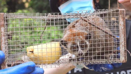 崇左 民警再救助一只国家一级野生保护动物蜂猴