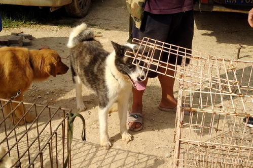 狗市身价便宜的土狗,因长相酷似柴犬,卖出500元的高价 