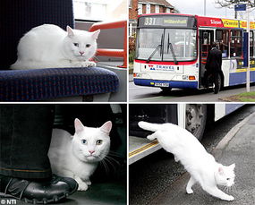 英国一猫咪自己搭公交车 上下车车站固定图 