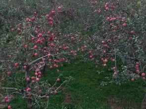 苹果树结起果子来,挺张狂的,果真徒有其表,经验很重要