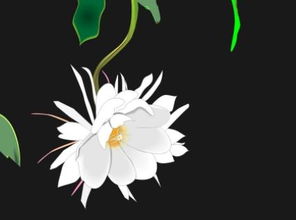 世界上所有花的花语,探秘世界花语：美丽与神秘的花语传说，走进花的千般情感