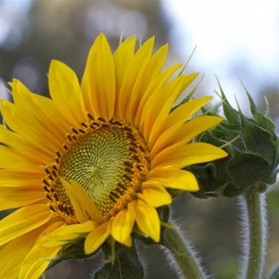 送男生的花什么比较好,1. 太阳花：这是一种非常适合男生的花，因为它代表着勇气、力量和决心