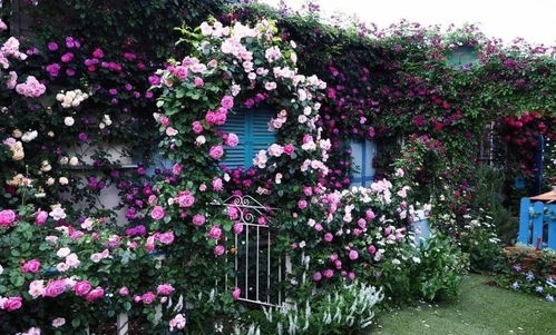 这个秋天动手给你的花园 阳台造一面月季花墙吧 造园