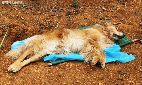 贵州某小区10只宠物犬相继死亡,疑似有人投剧毒鸭骨 有小狗误食呕吐物被毒死