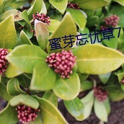 蜜芽忘憂草my188精品版下載